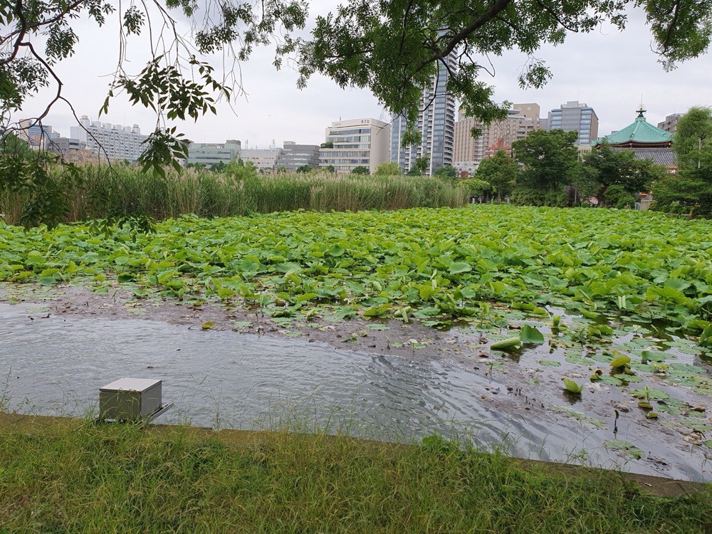 都心公園 蓮の池